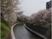 川沿いの桜並木