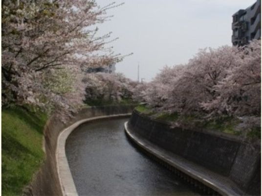 川沿いの桜並木