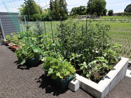 緑あふれる植物の成長