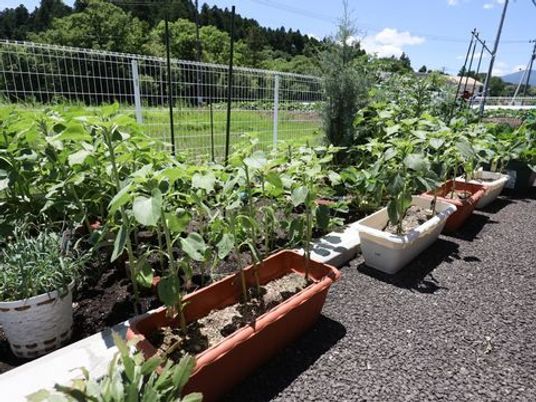 プランターに育つ野菜の庭