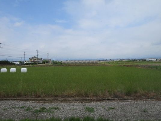 緑豊かな田園風景