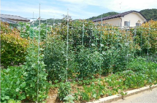 緑に囲まれた庭