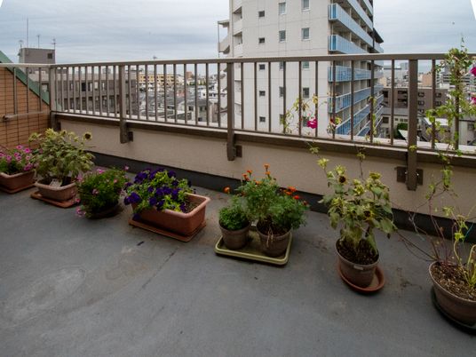 屋上の花と街並み