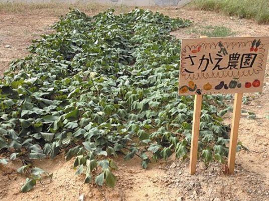 きゅうり畑と看板