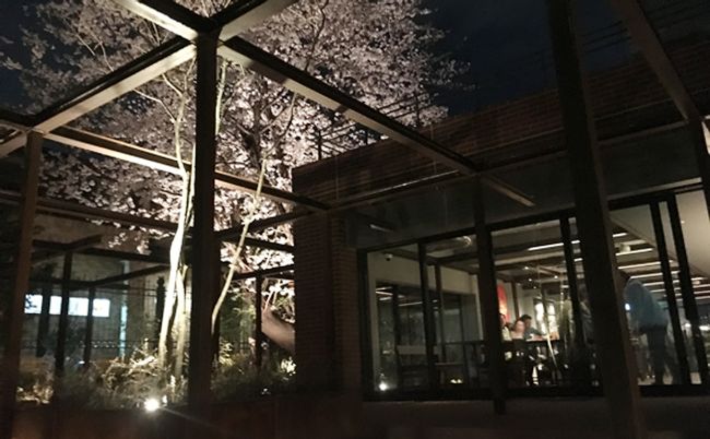 夜の照明が美しい庭