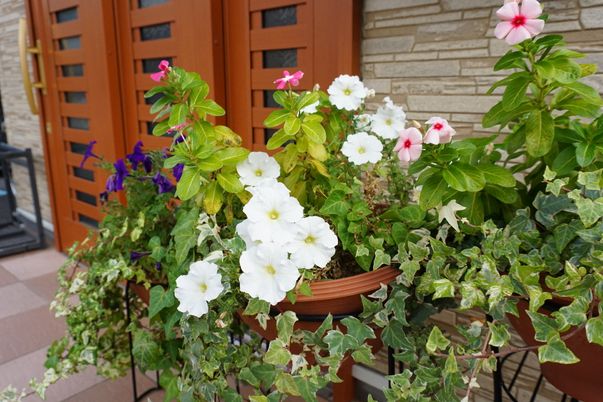 中庭の彩り豊かな花