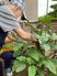 お庭で植物の手入れ
