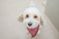 犬がカメラを見上げる