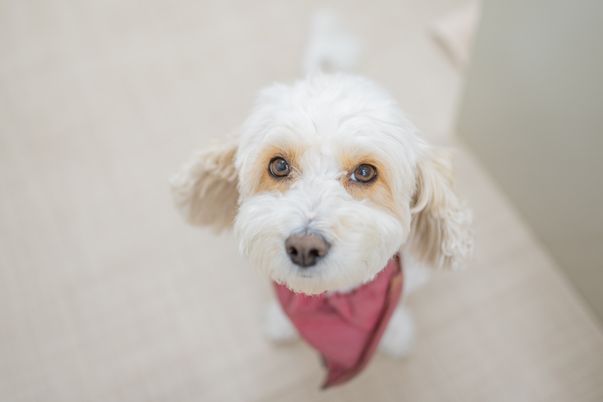 犬がカメラを見上げる