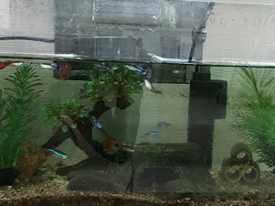 観賞用水槽