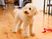 犬と共有スペース