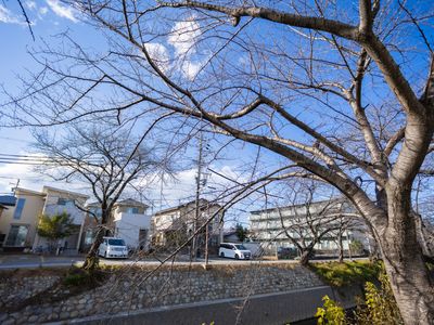 桜が見える庭