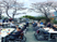 屋外の桜の下の集まり