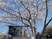 満開の桜と建物の外