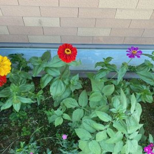 色とりどりの花の庭