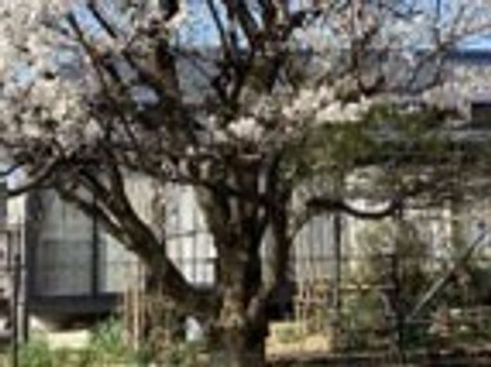 桜の木と建物