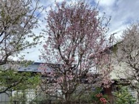 桜の木が中心の庭