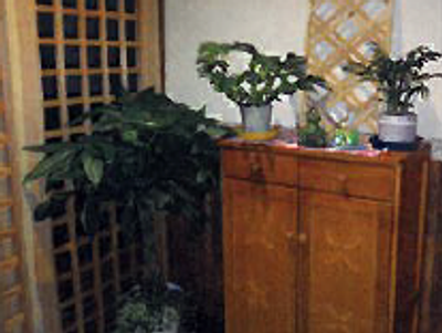 植物のある玄関