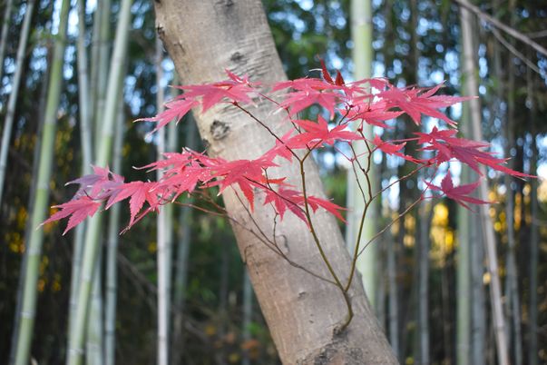 紅葉と竹林の風景