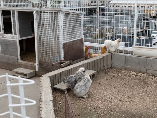 鶏がいる屋外スペース
