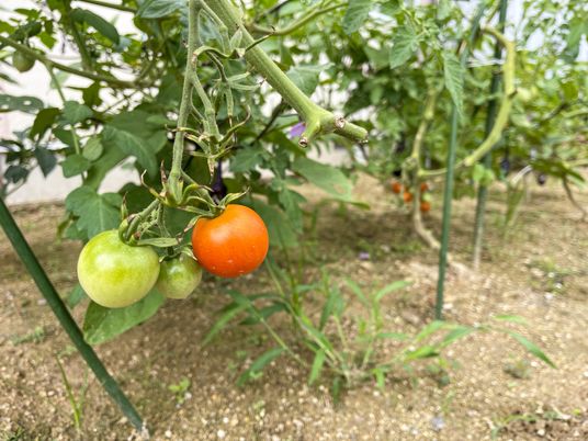 植物の成長する中庭
