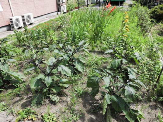 緑豊かな庭園