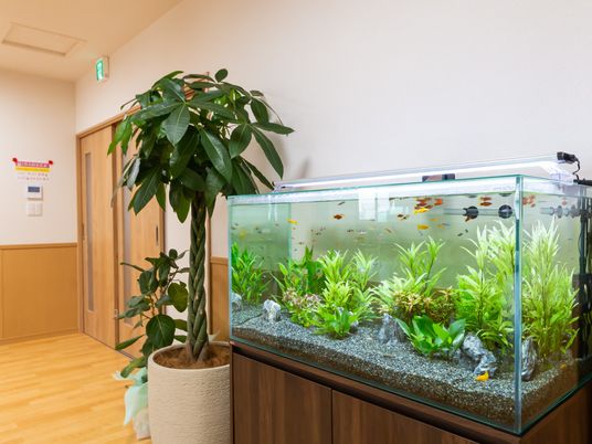 色とりどりの魚が泳ぐ水槽