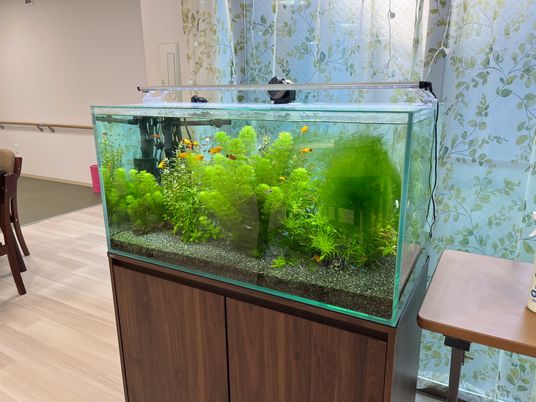 緑豊かな水槽と背景