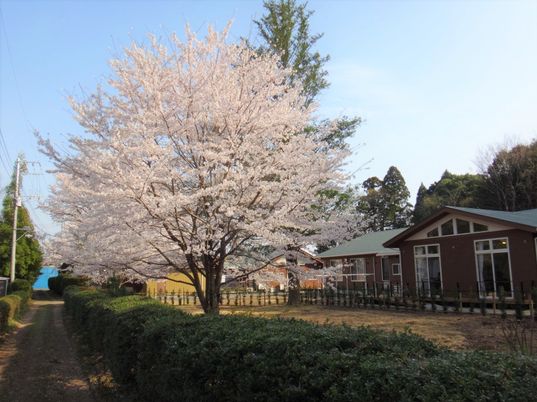 桜の木と建物の外観