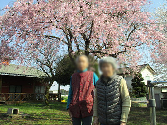 桜の木と庭の様子