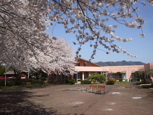 満開の桜が彩る庭