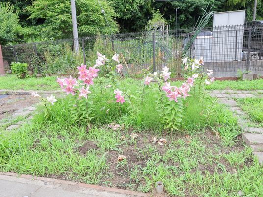 ゆったりとした中庭