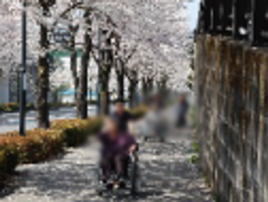 桜並木と車椅子の道