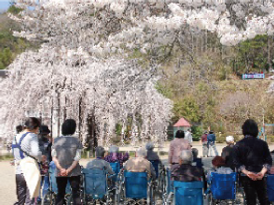 桜が満開の庭