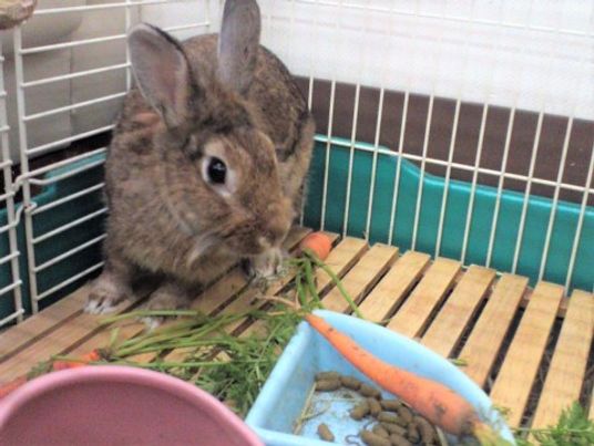 ウサギがエサを食べる様子