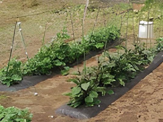 手入れされた緑の庭