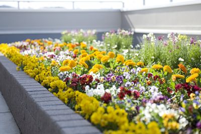 色鮮やかな花々の庭