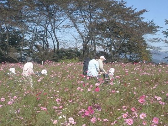 コスモス畑で活動する人々