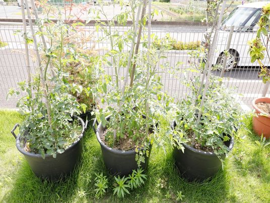 草木が育つ庭の空間