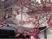 春告げる桜の枝垂れ