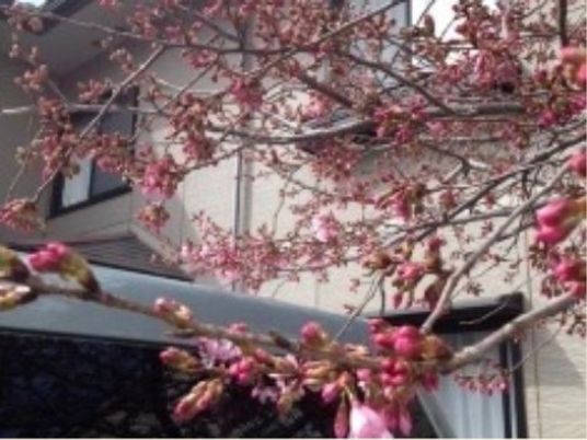 春告げる桜の枝垂れ