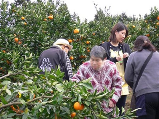 柑橘類の収穫活動