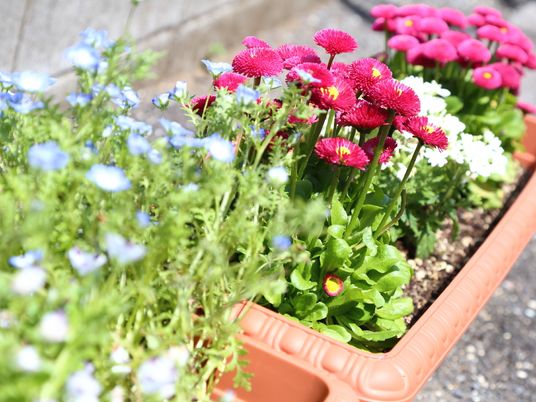 カラフルな花が植えられたプランター