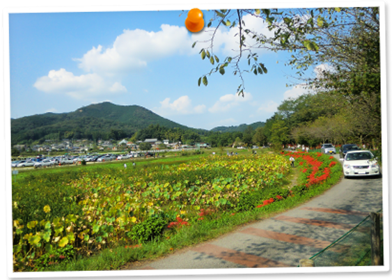 緑豊かな散策路