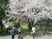 満開の桜と散歩中の人々