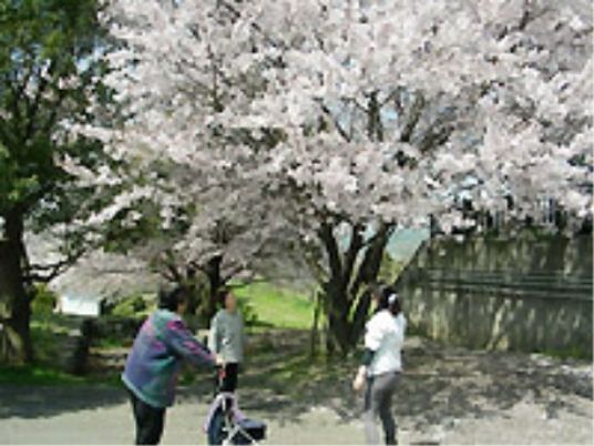 満開の桜と散歩中の人々