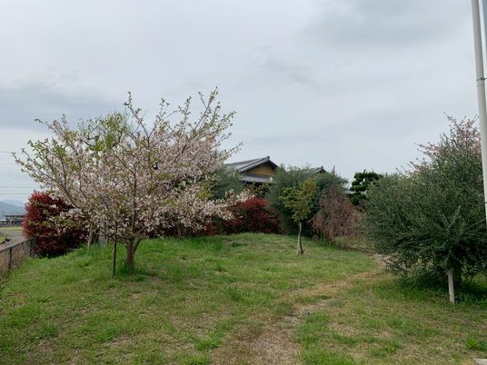 桜のある緑の庭