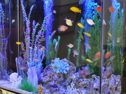 カラフルな魚の水槽