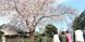 桜の下の人々 庭