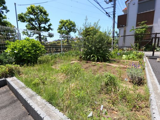 緑豊かな小さな庭